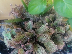 Episcia cupreata