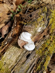 Ganoderma megaloma