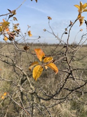 Malus orientalis