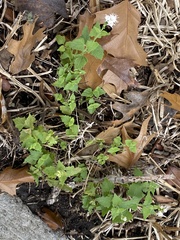 Eupatorieae