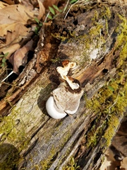 Ganoderma megaloma