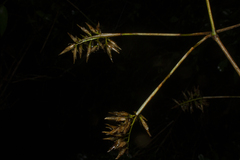 Chusquea bambusoides