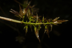 Chusquea bambusoides