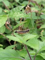 Orphulella concinnula