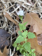 Eupatorieae