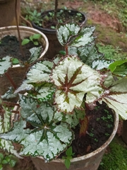 Begonia rex-cultorum