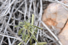 Ditaxis serrata