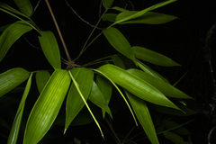 Chusquea bambusoides