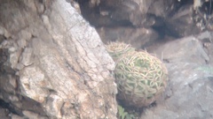 Gymnocalycium monvillei