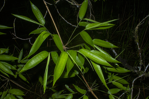 Chusquea bambusoides