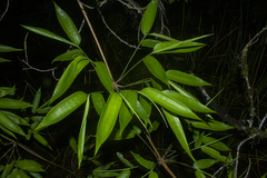 Chusquea bambusoides