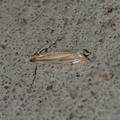 Crambus satrapellus
