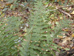 Polystichum setiferum