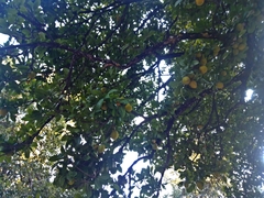 Pouteria campechiana