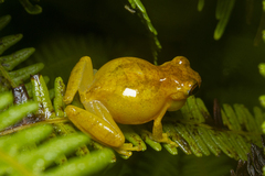 Dendropsophus minutus