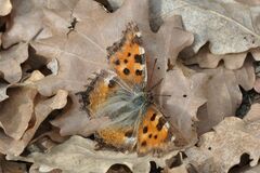 Nymphalis polychloros