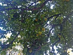 Pouteria campechiana