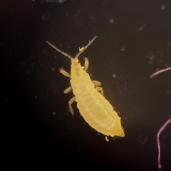 Thysanoptera