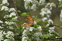 Nymphalis polychloros