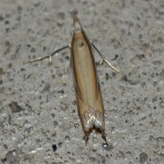 Crambus satrapellus