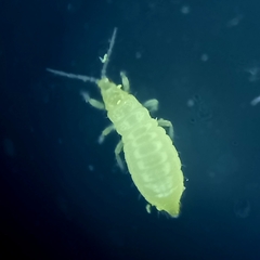 Thysanoptera
