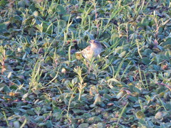 Ammodramus humeralis