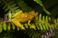 Dendropsophus minutus