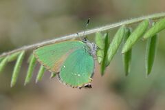Callophrys rubi