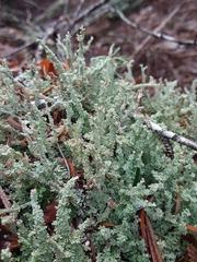 Cladonia squamosa