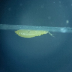 Thysanoptera