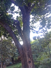 Pouteria campechiana