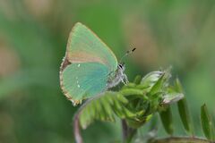 Callophrys rubi