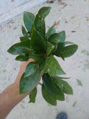 Pouteria campechiana