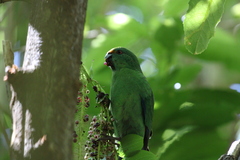 Cyanoramphus malherbi