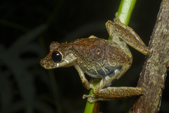 Scinax littoralis