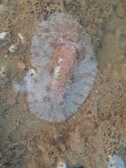 Carminodoris