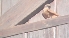 Hirundinea ferruginea