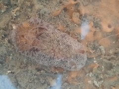 Carminodoris
