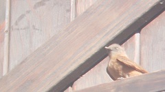 Hirundinea ferruginea