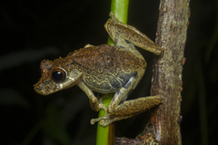 Scinax littoralis