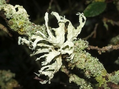 Ramalina canariensis