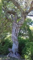 Ficus luschnathiana