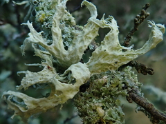 Ramalina canariensis
