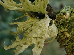 Ramalina canariensis