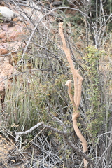 Gnathamitermes