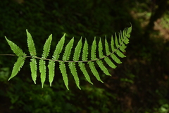 Metathelypteris gracilescens