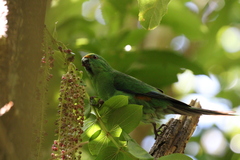 Cyanoramphus malherbi