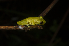 Scinax argyreornatus