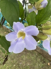 Thunbergia grandiflora
