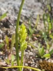 Microtis unifolia